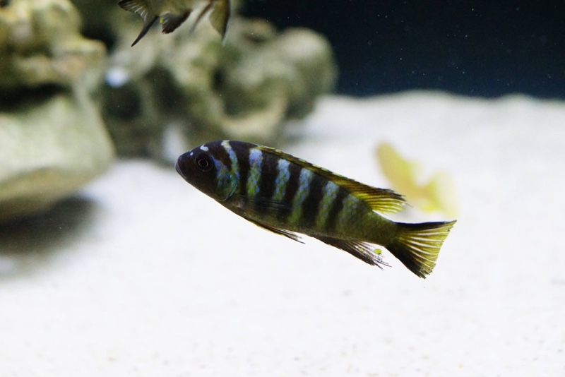 Maylandia melissa 'Chirwa Island'